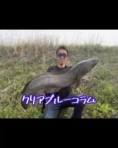 SHIBATARのTikTok投稿