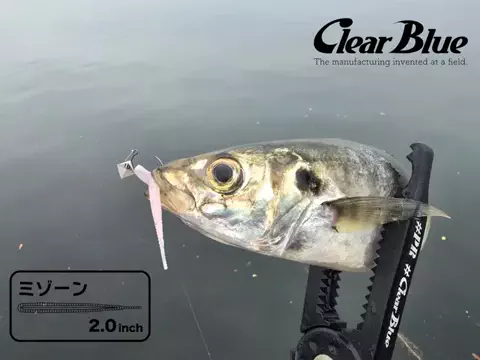 SHIBATARのTikTok投稿