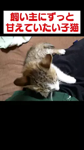 猫のデュフィとルノのTikTok投稿