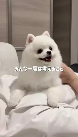 ポメラニアンのミル🍼のTikTok投稿