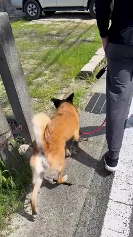 元野犬のアキのTikTok投稿