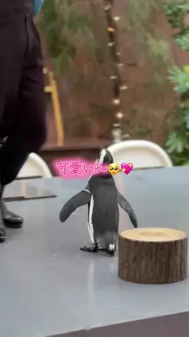 フォロバのTikTok投稿