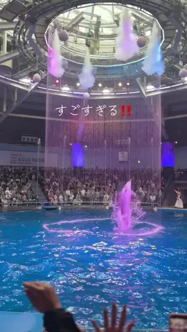 フォロバのTikTok投稿