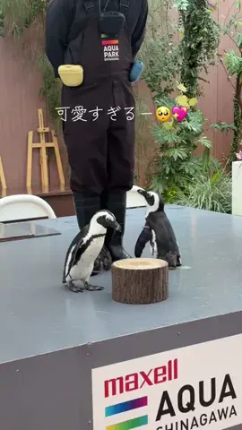 フォロバのTikTok投稿