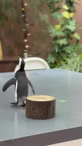 フォロバのTikTok投稿