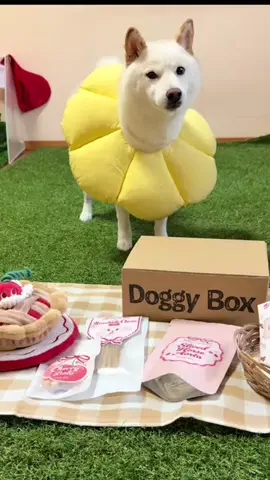 Shiba lnu こはくのTikTok投稿