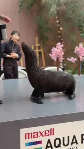 フォロバのTikTok投稿