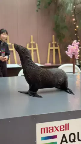 フォロバのTikTok投稿