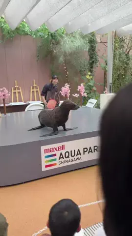 フォロバのTikTok投稿