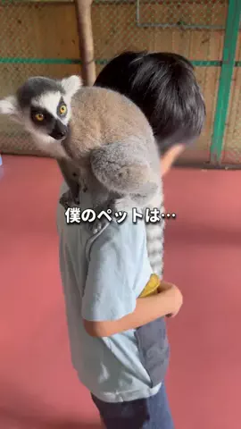 TabioのTikTok投稿