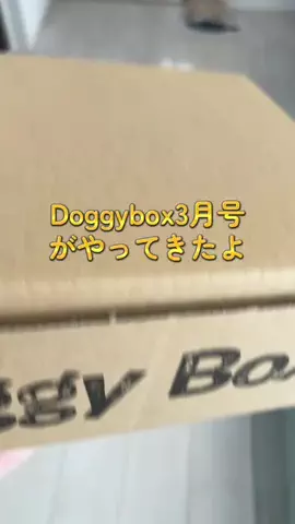 まめこむ🐶🐶のTikTok投稿