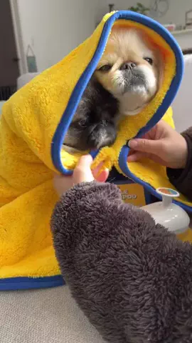 まめこむ🐶🐶のTikTok投稿