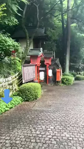 綾瀬🐼のTikTok投稿