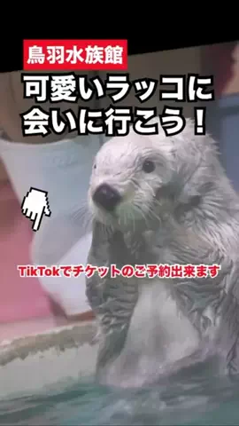 WINGのTikTok投稿