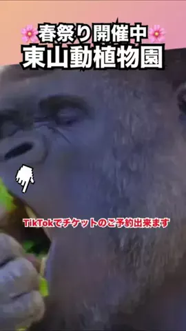 WINGのTikTok投稿