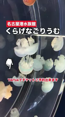 WINGのTikTok投稿