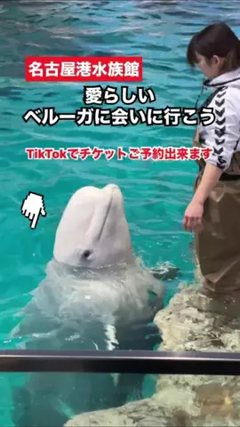 WINGのTikTok投稿