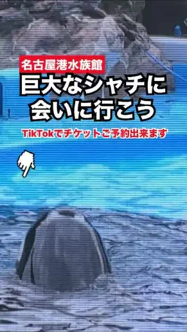 WINGのTikTok投稿