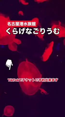 WINGのTikTok投稿