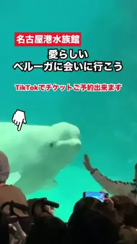 WINGのTikTok投稿