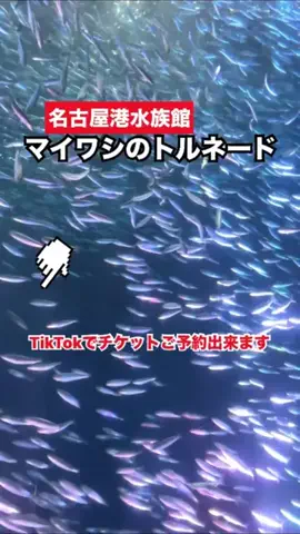 WINGのTikTok投稿