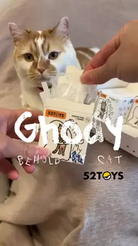 ギズモと琥珀のTikTok投稿