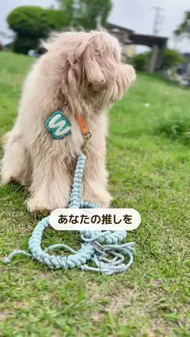 まるり[iPhone設定＊活用術]のTikTok投稿
