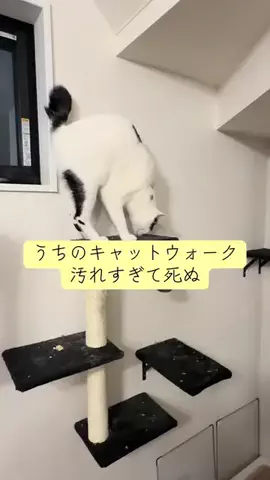 塩見彩🐩🐈のTikTok投稿