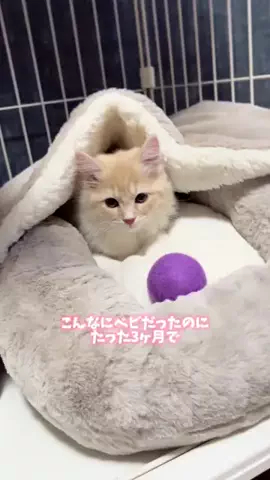 むくっとむくむくのTikTok投稿