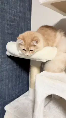 むくっとむくむくのTikTok投稿