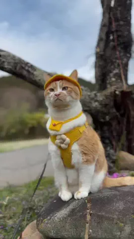 お散歩大好きもんぶらん🐈のTikTok投稿