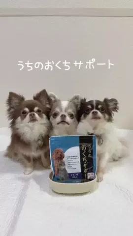 チワワのここあ＆らて＆ちろるのTikTok投稿
