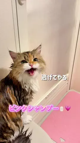 双子姉妹 ぽむ&ココのTikTok投稿
