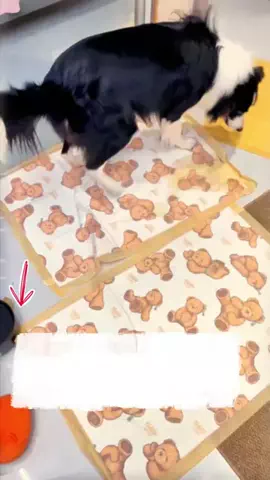 暖暖ペットのTikTok投稿