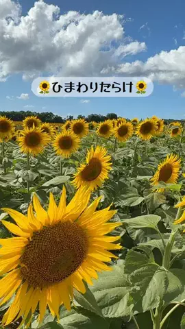 🥦コロンママ🍓のTikTok投稿