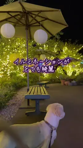 🥦コロンママ🍓のTikTok投稿