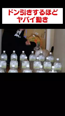 猫のデュフィとルノのTikTok投稿