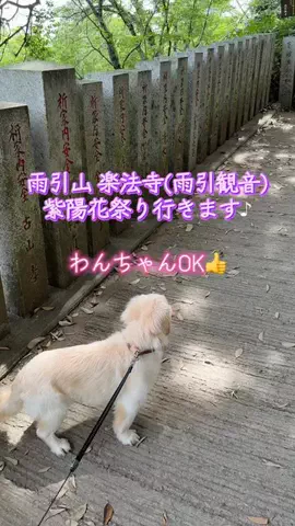 🥦コロンママ🍓のTikTok投稿
