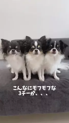 チワワのララのTikTok投稿