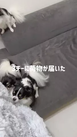 チワワのララのTikTok投稿