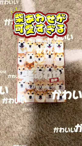 豆柴日記☀️🐾のTikTok投稿
