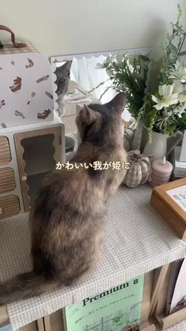 salut_emiのTikTok投稿