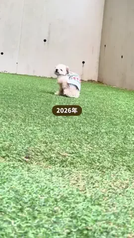 愛犬と行ける関東の宿のTikTok投稿
