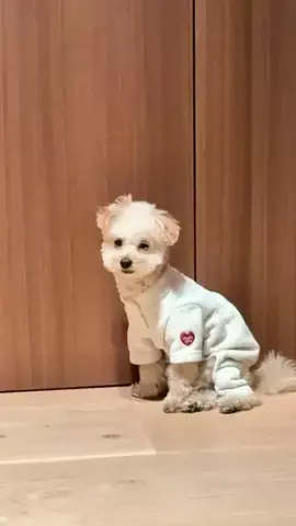愛犬と行ける関東の宿のTikTok投稿