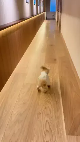 愛犬と行ける関東の宿のTikTok投稿