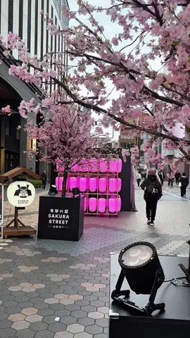 イベントナビ★最新イベント・フェス情報！のTikTok PR投稿：浅草に桜ストリート出現🌸 お花見だけでなく、花魁道中…