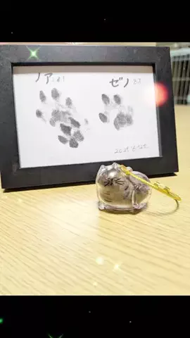 にゃんコロンちゃん♪のTikTok投稿