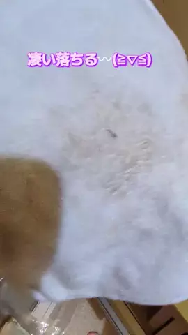 にゃんコロンちゃん♪のTikTok投稿