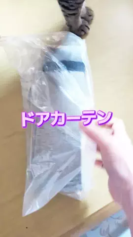 にゃんコロンちゃん♪のTikTok投稿