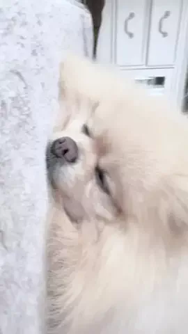 めすごりのTikTok投稿